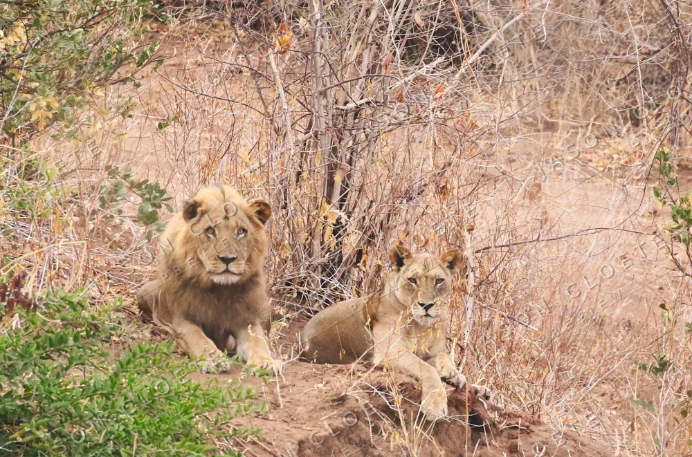 Mana Pools - Chitake